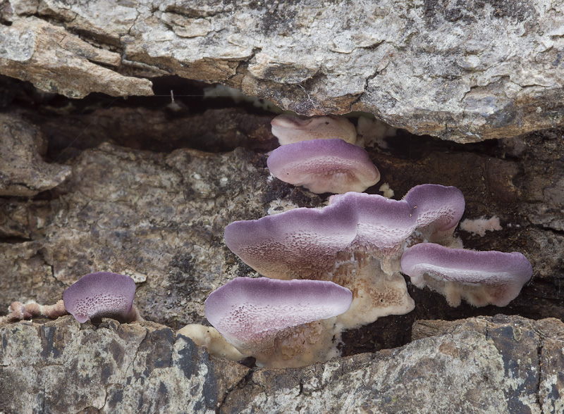 Trichaptum biforme